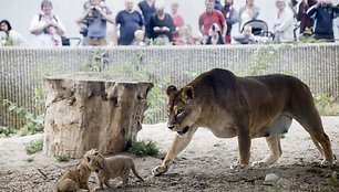 Liūto jaunikliai su mama Hopenhagos zoologijos sode (2013 m. liepos mėn.)