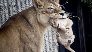 Liūto jauniklis su mama Hopenhagos zoologijos sode (2013 m. liepos mėn.)