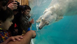 Baltasis lokys Mulhauso zoologijos sode