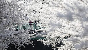 Sakuros Tokijuje 