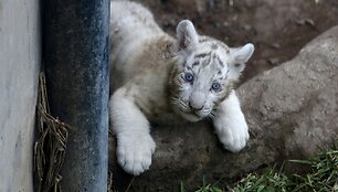 Baltojo tigro jauniklis Peru zoologijos sode
