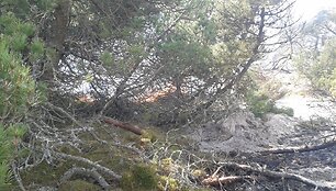 Gaisras Kur&scaron;ių Nerijos nacionaliniame parke 