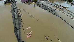 Kinijoje apsemta kiaulių ferma 