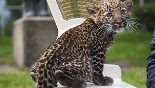Leopardo jauniklis ant svarstyklių 