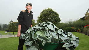 Johno Hollinrake'o kopūstas gigantas &ndash; 42,8 kg.