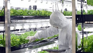 &bdquo;Toshiba&ldquo; daržovių auginimo fabrikas 