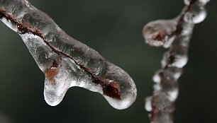 Austrijoje ledu pasidengę medžių &scaron;akos 