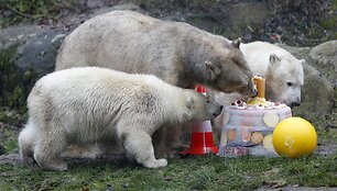 Baltojo lokio dvynukai su mama