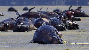 Negyvi bangininiai delfinai Naujojoje Zelandijoje