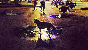 Dog and Fountain