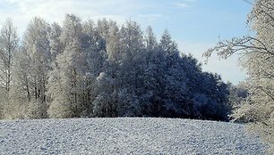 Šerkšnas