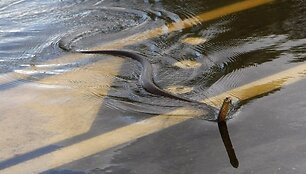 Gyvatė plaukia per apsemtą greitkelį
