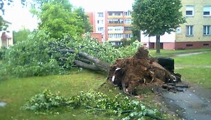 Su &scaron;aknimis vėjo nuverstas medis Utenoje