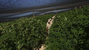Meksikos kariai marihuanos plantacijoje
