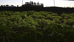 Meksikos karių sunkvežimis prie marihuanos plantacijos