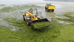 Nuo dumblių valoma pakrantė Bretanėje