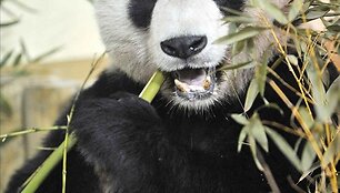 Panda vardu Yangas Guangas