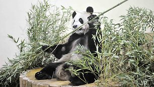 Panda vardu Yangas Guangas