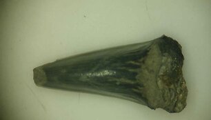 Dinozauro dantis