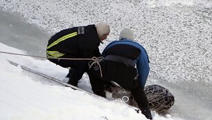 Ant ledo gulėjo leisgyvis gyvūnėlis.