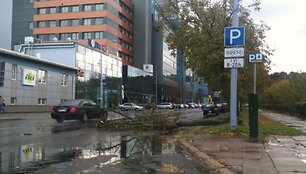Nuvirtęs medis Go&scaron;tauto gatvėje