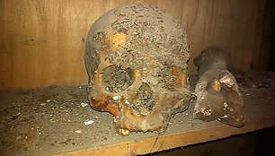 XVIII a. kriptoje palaidoto vilniečio kaukolė.