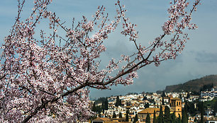 Jurgos Anusauskienės atostogos Ispanijoje – Alhambra