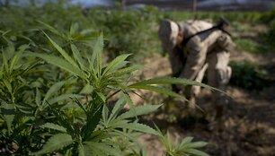 Marihuana