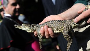 Kubos krokodilas, kuris po kelių dienų su popiežiumi keliaus į Kubą