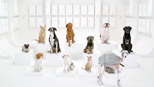 &bdquo;Volkswagen&ldquo; reklamos &bdquo;The Bark Side&ldquo; akimirka