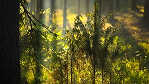 „Ladoga Trophy 2016“ bekelės varžybos