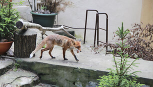 Zoologijos sodo gyventojas