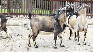 Zoologijos sodo gyventojas