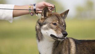 Liepos Norkevičienės šuo Riku