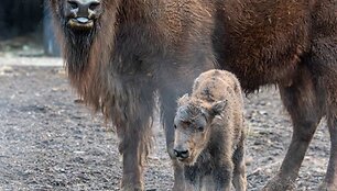 Lietuvos zoologijos sode gimė stumbriukas
