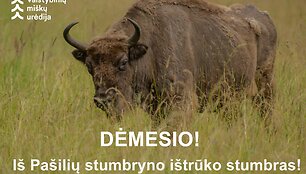 I&scaron; Pa&scaron;ilių stumbryno i&scaron;trūko stumbras