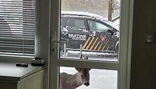 Stirninas Jaukutis Panemunės muitinės poste