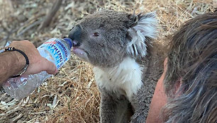 Gaisrai Australijoje naikina koalų populiaciją