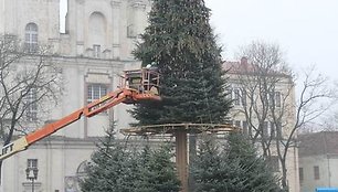 Kaune statoma Kalėdų eglutė