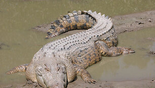 Briunagalvis krokodilas