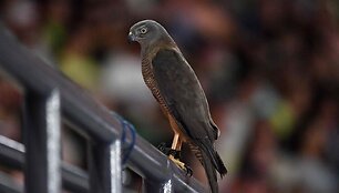 &bdquo;Australian Open&ldquo; ketvirta diena