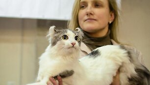 Savaitgalį Kauną stebins beuodegės katės
