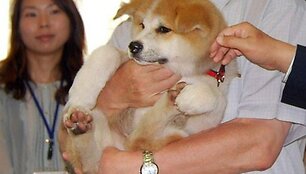 Akita inu veislės &scaron;uniuką V.Putinui padovanojo Akitos prefektūros gubernatorius Norihisa Satake.