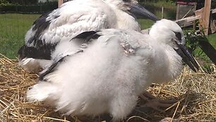 Paplauskų sodyboje gyvenantys gandrai