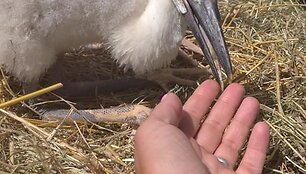 Paplauskų sodyboje gyvenantys gandrai
