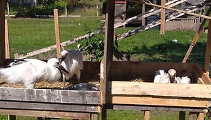 Paplauskų sodyboje gyvenantys gandrai