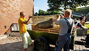 Į Baltiją paleisti Jūrų muziejuje išslaugyti ruoniukai