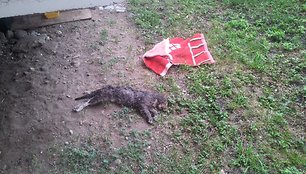Prie S.Konarskio g. 30 rasta negyva katė