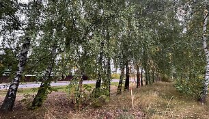 Beržai Pilaitėje