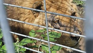 Klaipėdos zoologijos sodą tikrino aplinkosaugininkai